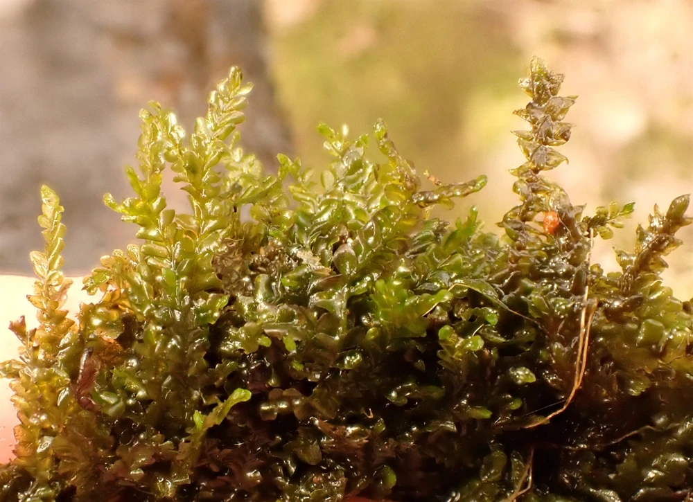 Chiloscyphus polyanthos