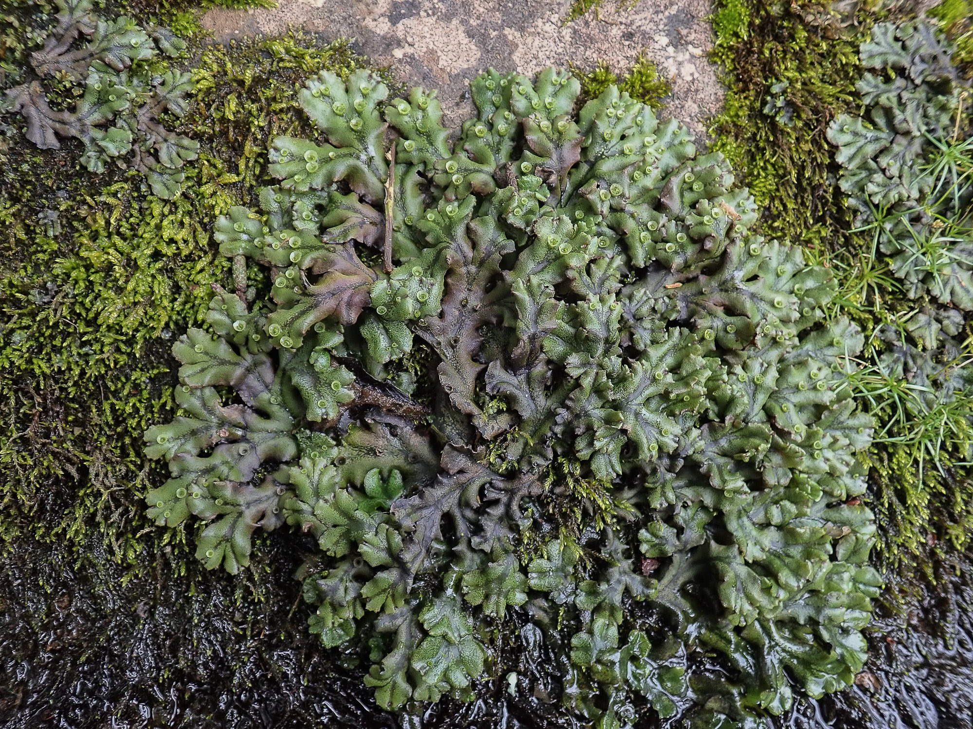 Marchantia polymorpha