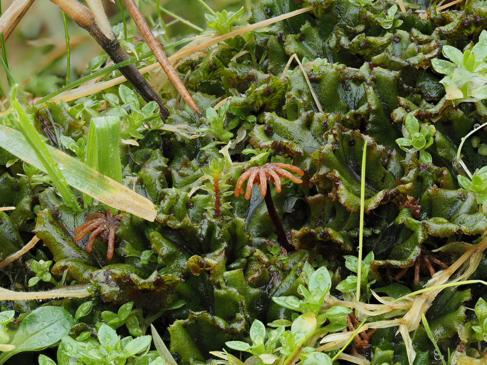 Arkegonyum- subsp. polymorpha