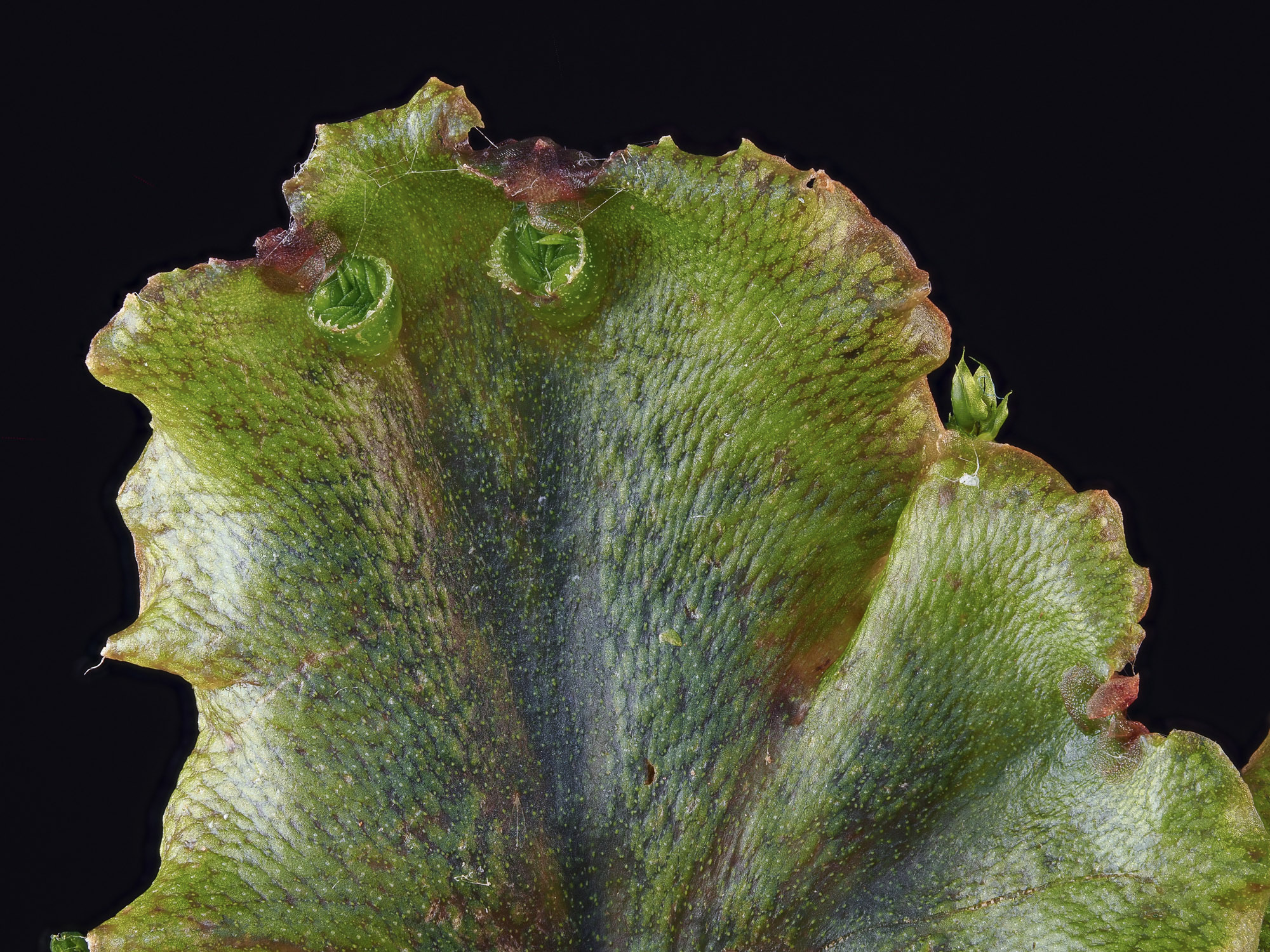 Tallus içindeki gemma kapları- subsp. polymorpha