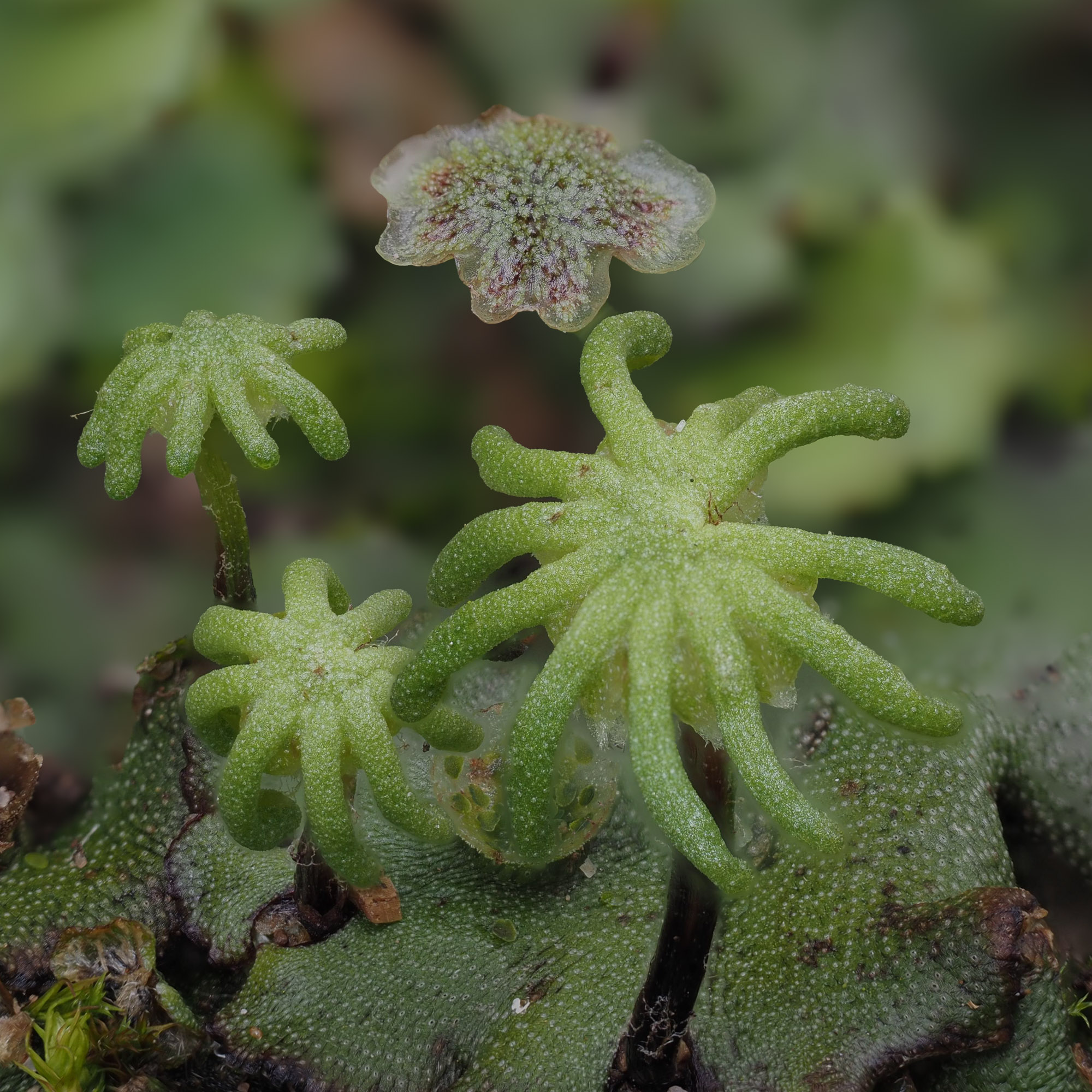 Arkegonyum- subsp. ruderalis