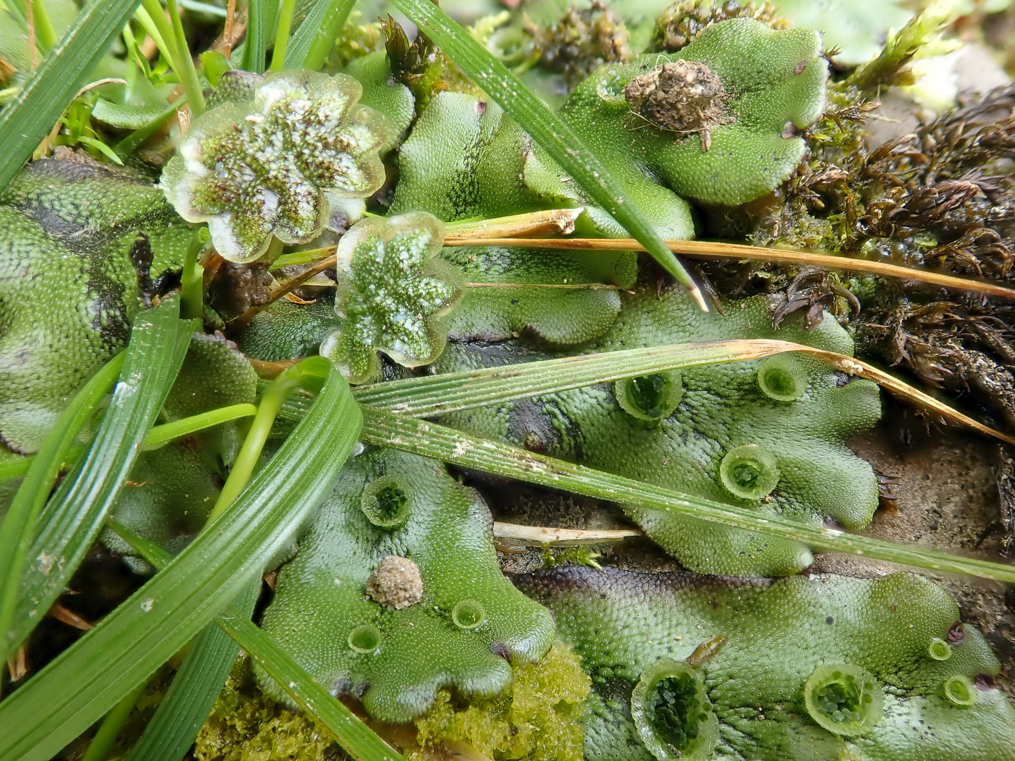Anteridyum- subsp. ruderalis