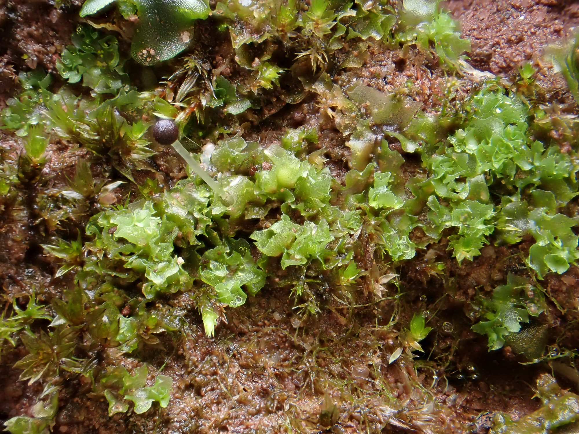 Fossombronia pusilla