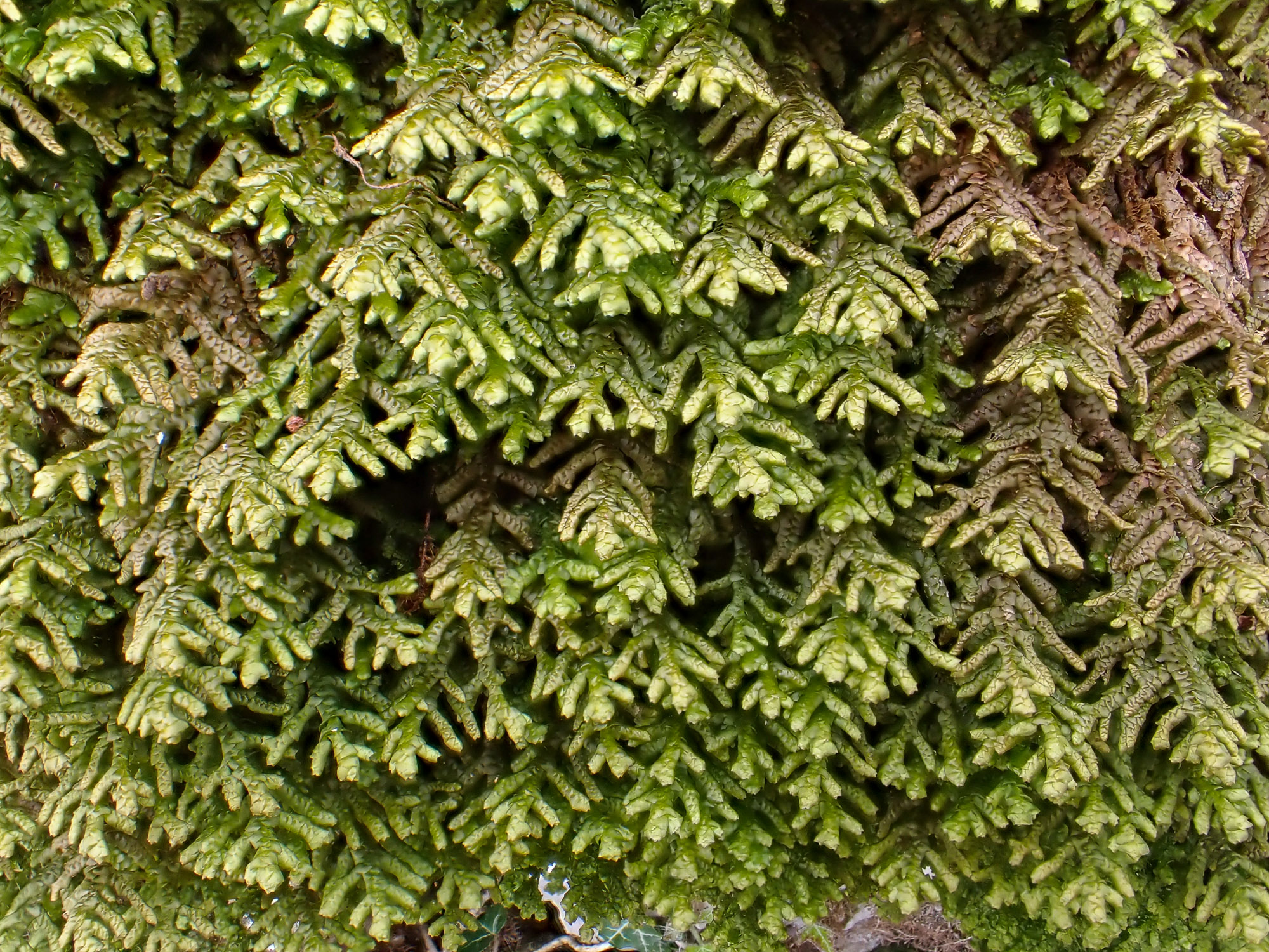 Porella platyphylla